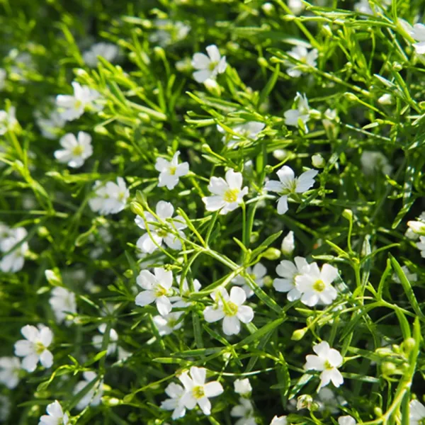  윈지상점 꽃씨앗 야생화 꽃씨 종자 씨 안개꽃 키우기 1000립 화단가꾸기 정원꾸미기 꽃씨앗 꽃기르기 꽃씨 Dnlswltkdwja ◎윈지상점_단일옵션