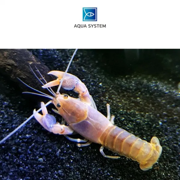 아쿠아시스템 애완가재 볼케이노 가재 준성체급 1마리, 1개