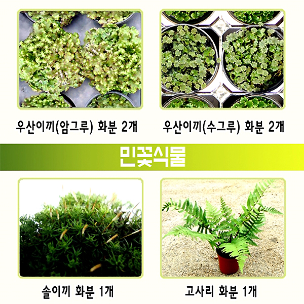민꽃식물(우산이끼/솔이끼/고사리)/4-2 - 33740