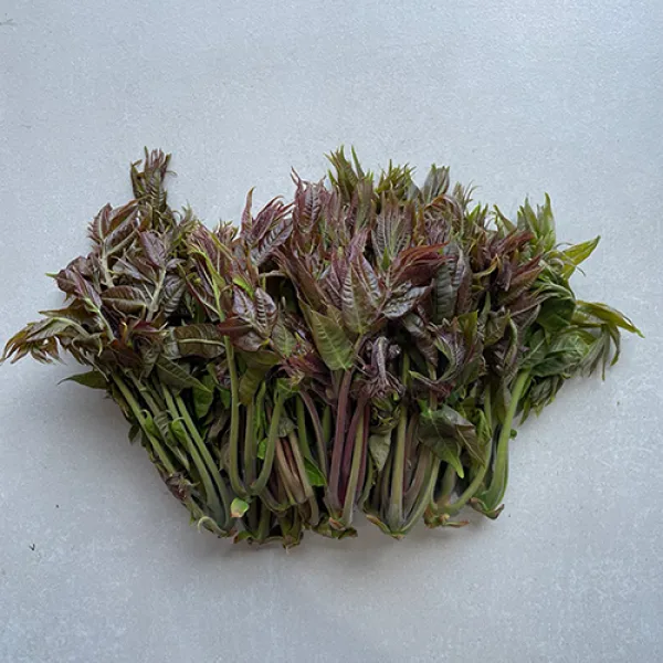 22년 5월수확 햇 가죽나물(특품) 참죽새순, 가죽나물1kg