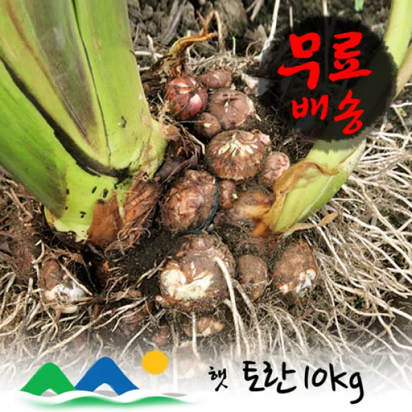 신선농장 곡성토란, 1박스, 10kg(상) 품절