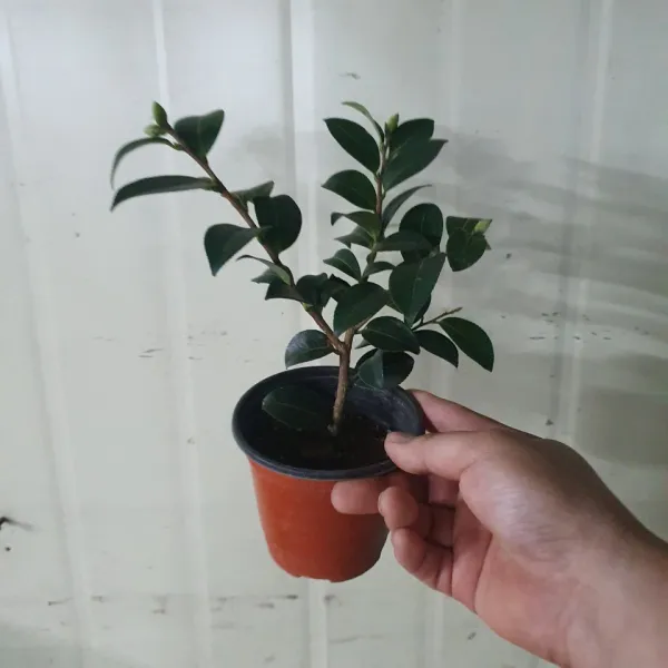 향동백나무 소품 야생화 10~30cm 39