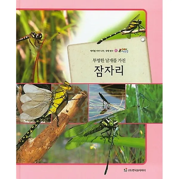 투명한 날개를 가진 잠자리 (곤충류), 한국슈타이너