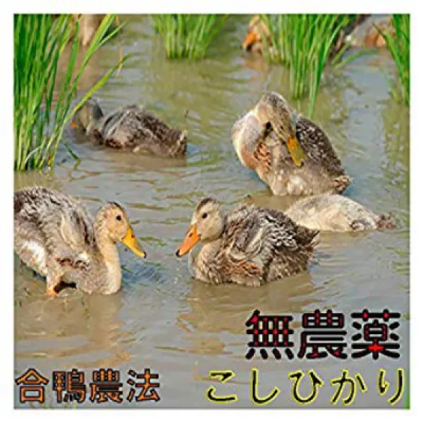 【全額返金保証】熊本産 無農薬 コシヒカリ 5kg 白米 【전액 환불 보증】 구마모토 산 무농약 코시 히카리 5kg 백미, 1