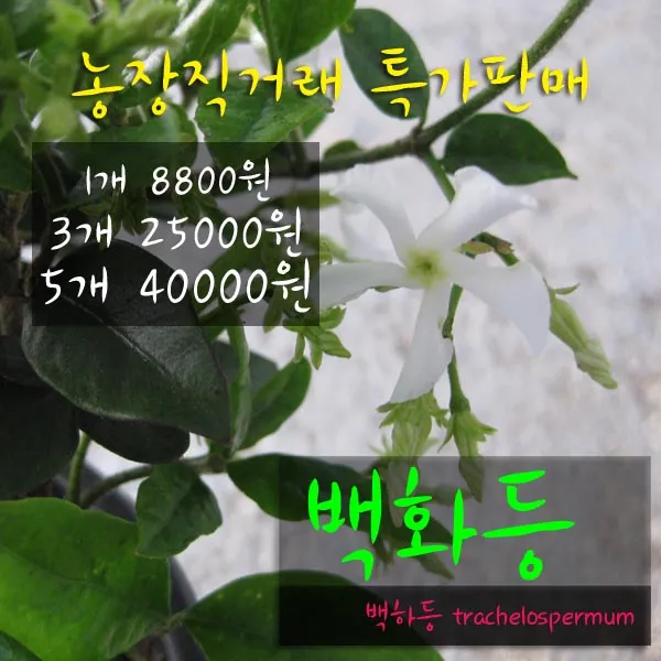 허브여울 백화등(백하등) 지름 15cm 중품화분, 1개