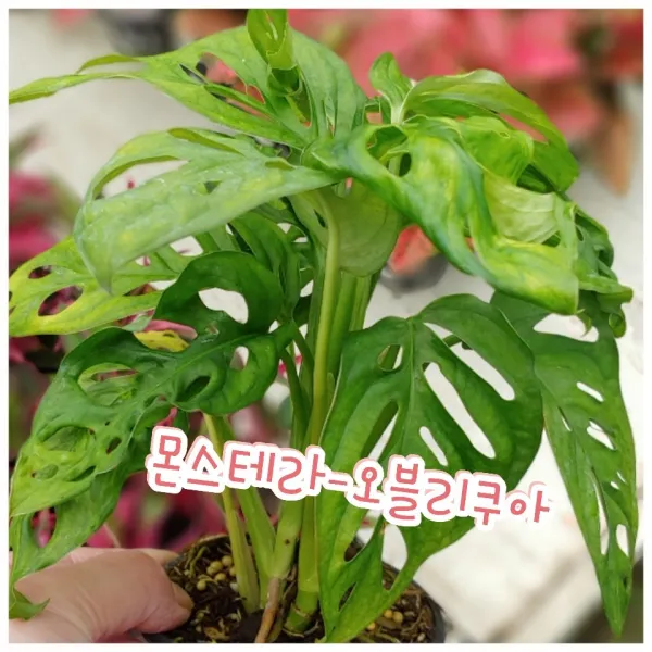 꽃나라엘리스 몬스테라-오블리쿠아-잎이 찢어지는 모양새가 매력적인 식물인데