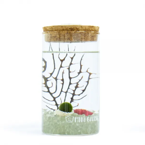 미니가든 [불켜지는병]원기둥라이트 마리모 키우기 세트 어항, B.마리모L세트