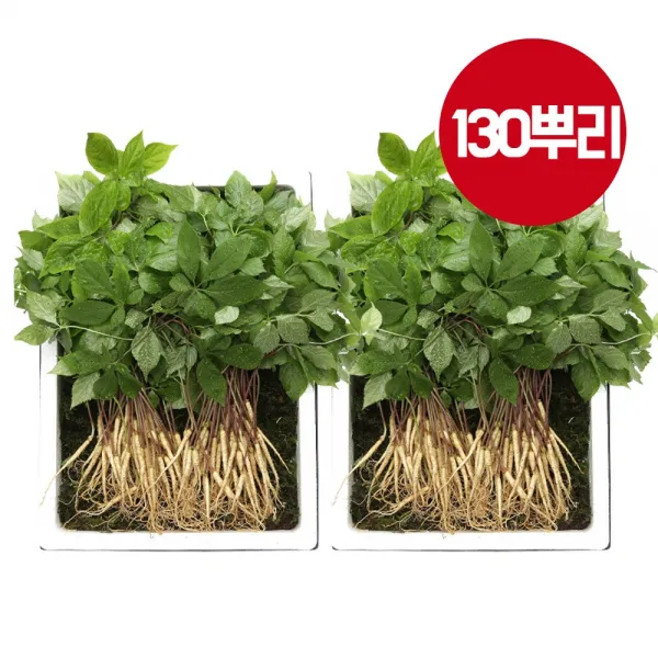 [명품 청유담] [새싹삼] 50뿌리 130뿌리 새싹인삼 산삼 장뇌삼 산양삼 사포닌 새싹삼, 130입