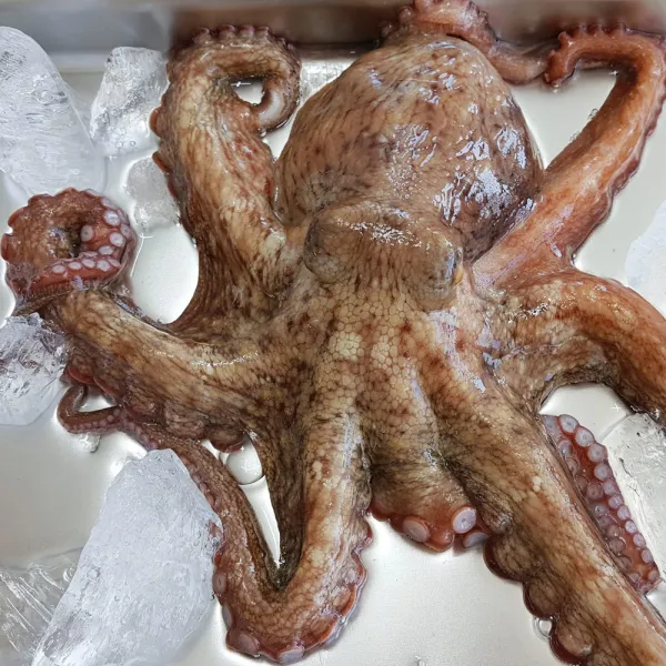 통영애찬 복날맞이보양특가 통영돌문어1kg(2~5마리), 돌문어1kg(2~5마리), 1