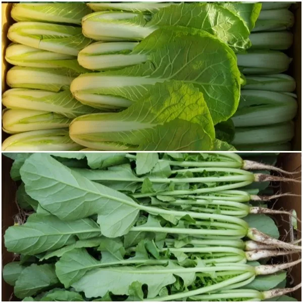 안산팜 사계절 아삭하고 맛있는 열무 (저탄소농축산물 GAP 인증), 반반-열무2kg 얼갈이2kg