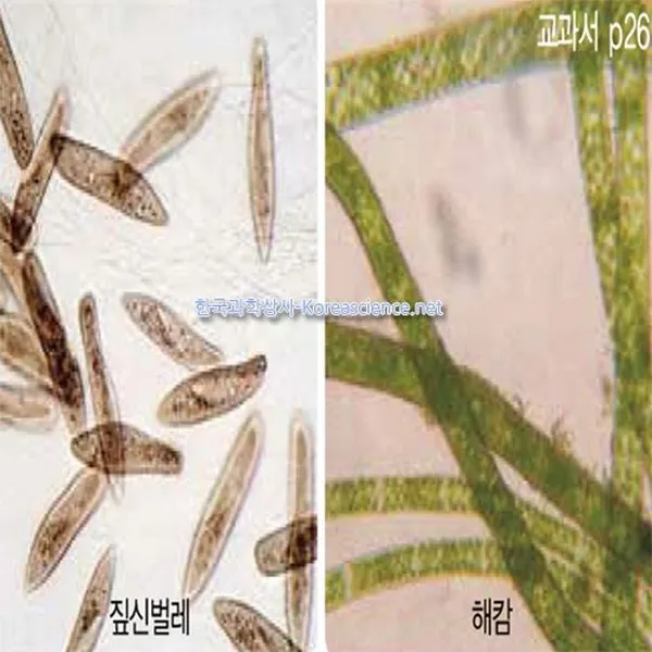 (사이언샵)짚신벌레 해캄 영구프레파라트(CHINA), 상세설명참조