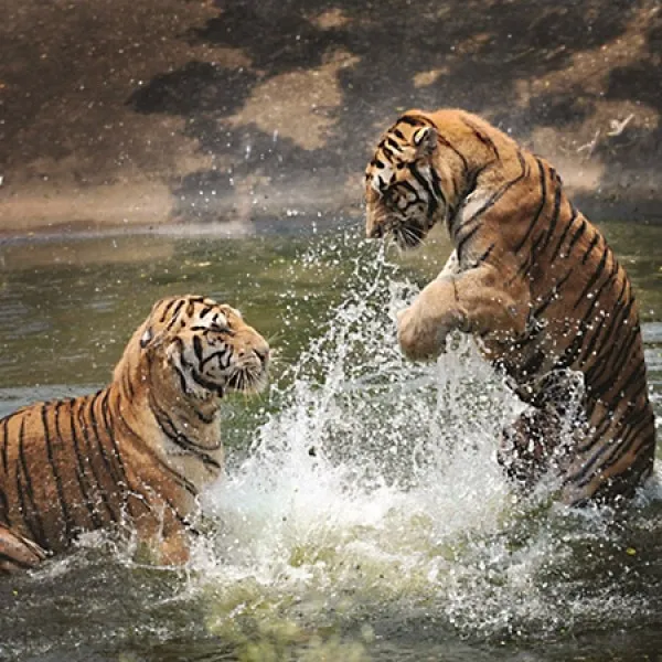 1000조각 직소퍼즐 맹호들의 물놀이 유액포함 퍼즐코리아 본상품