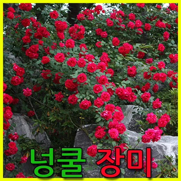 지엘파크 넝쿨장미 농장 넝쿨장미묘목 덩쿨장미 약1m 4그루 장미 포트