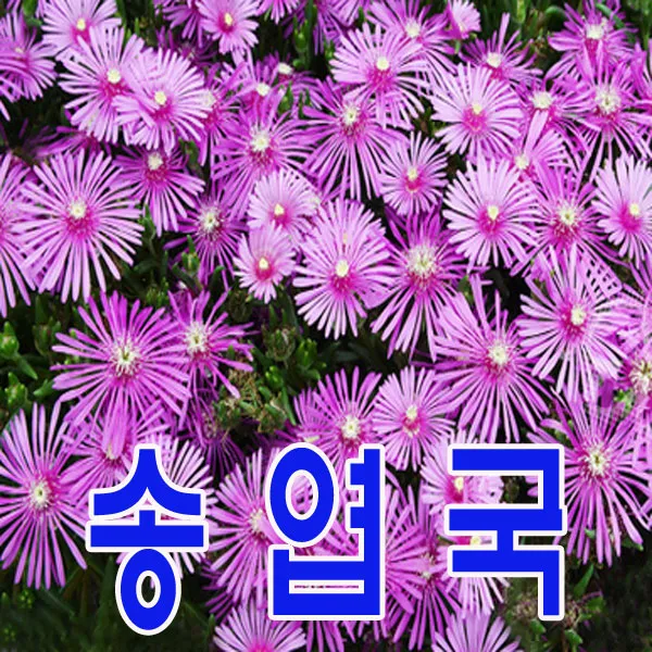 지엘파크 송엽국50포트 모종 사철채송화 돌틈 바위틈 더위추위에 강함