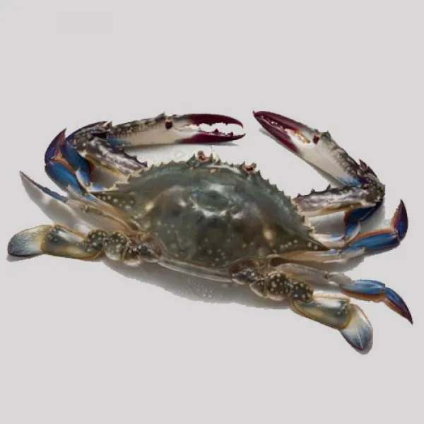 덕화네꽃게 냉동 꽃게 알배기 암게 1000g 1개