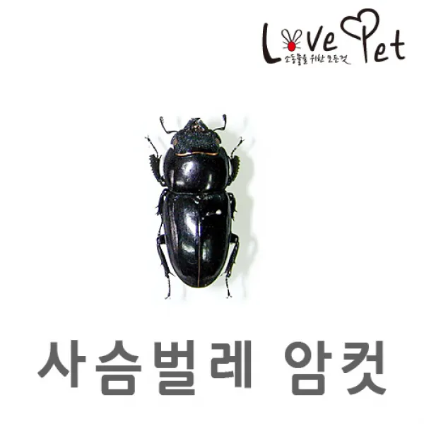 러브펫 사슴벌레 암컷 대형, 1마리