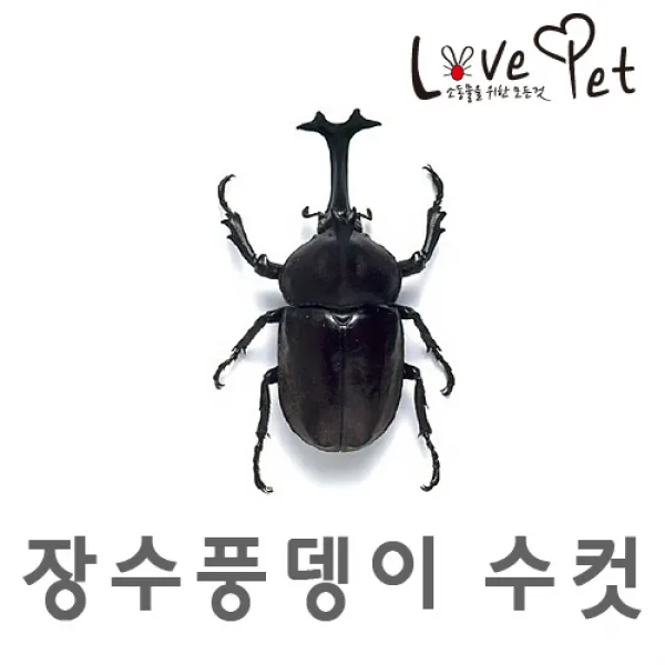 러브펫 장수풍뎅이 수컷 1마리