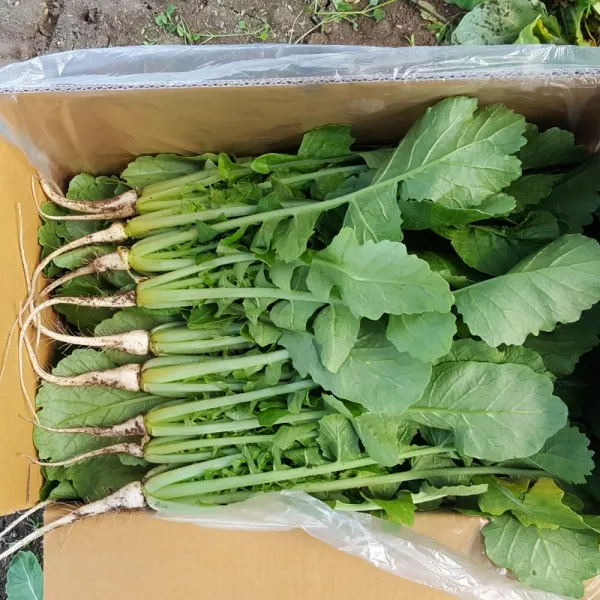 안산팜 사계절 아삭하고 맛있는 열무 (저탄소농축산물 GAP 인증), 열무 4kg, 1개