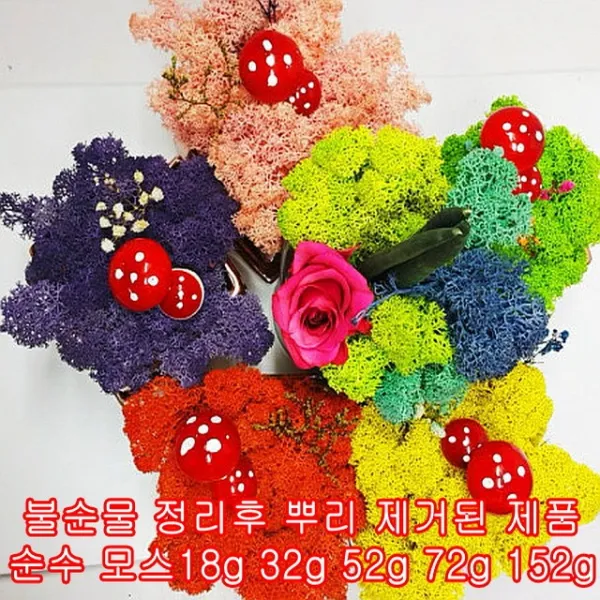 스칸디아모스 천연이끼 고급(불순물제거 균일색상)프리미엄급 미네럴발현, 연두, 52입