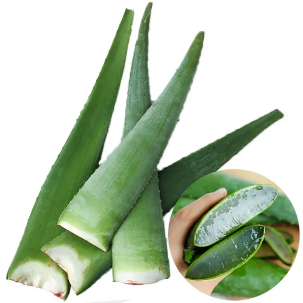 [프레시멘토] 수분가득 거제도 알로에, 1box, 알로에 5kg