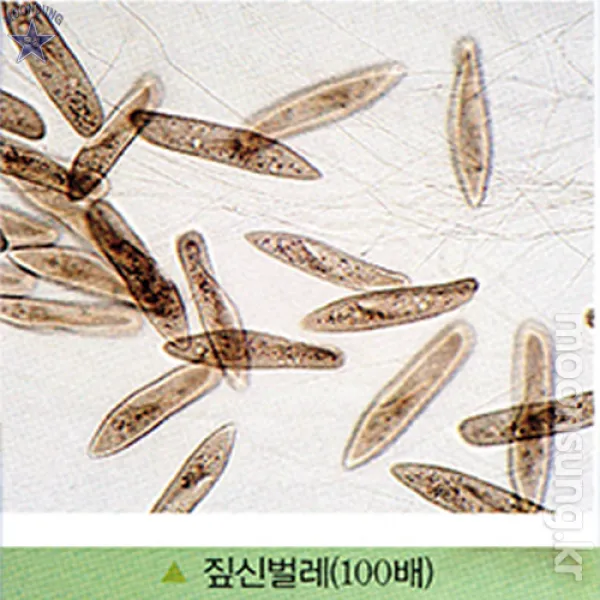 짚신벌레 해캄 영구프레파라트