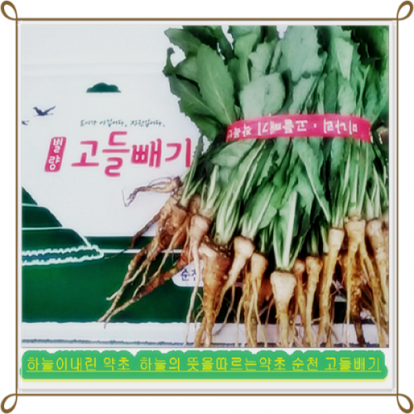 참농인 순천고들빼기5단, 1box, 1k500g
