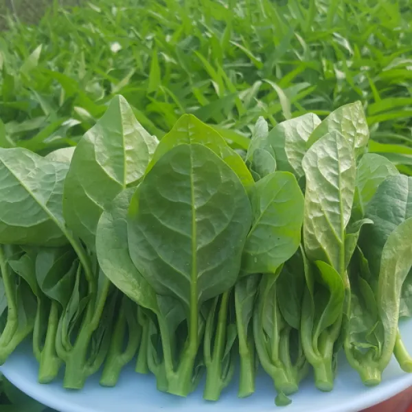 안산팜 인디언시금치 말라바시금치 뭉더이, 1box, 인디언시금치 1kg