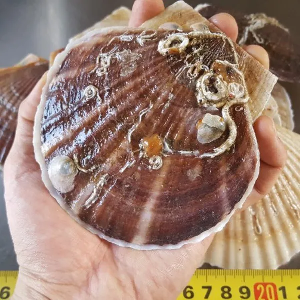 지웅수산 왕가리비 1kg, 1팩