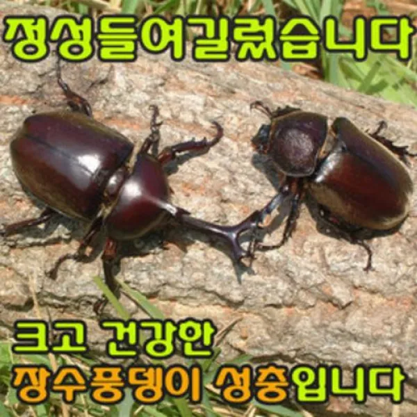 벅스킹 장수풍뎅이 성충 암컷 중