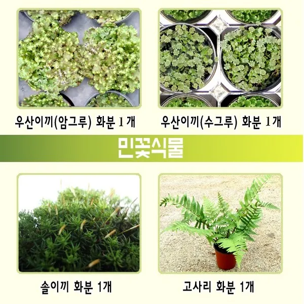 사이언샵 우산이끼 솔이끼 고사리, 상세설명참조