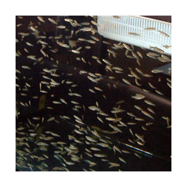 [비지떡] 열대어) 제브라 다니오 50 마리 크기 1.5~3cm, 1개