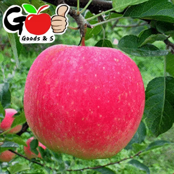 (2021년 첫수확) 달콤한 홍로 햇사과 4kg / 7kg / 농장직송 초특가, 1박스, 사과 7kg(30-39과)(중소)