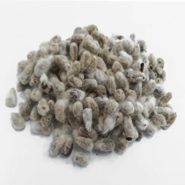 천년약초 면화자 300g, 1개