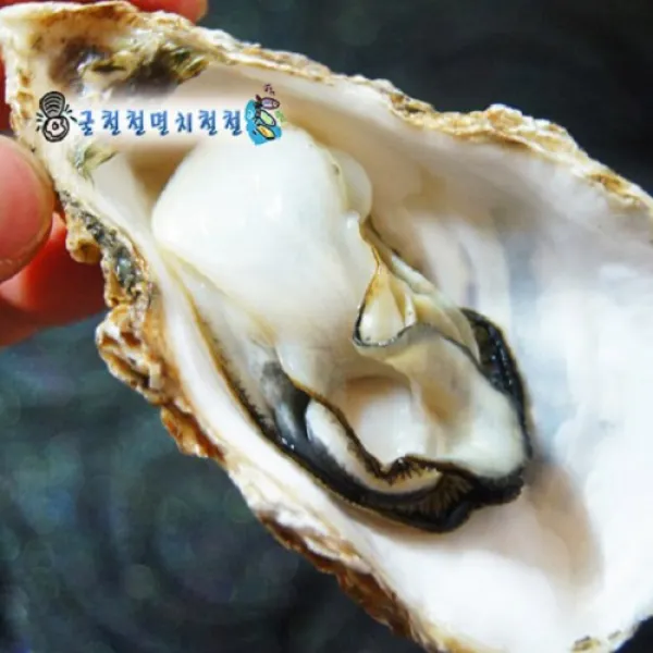 통영 비단가리비2kg 석화굴 자연산가리비, 1박스, 석화10kg