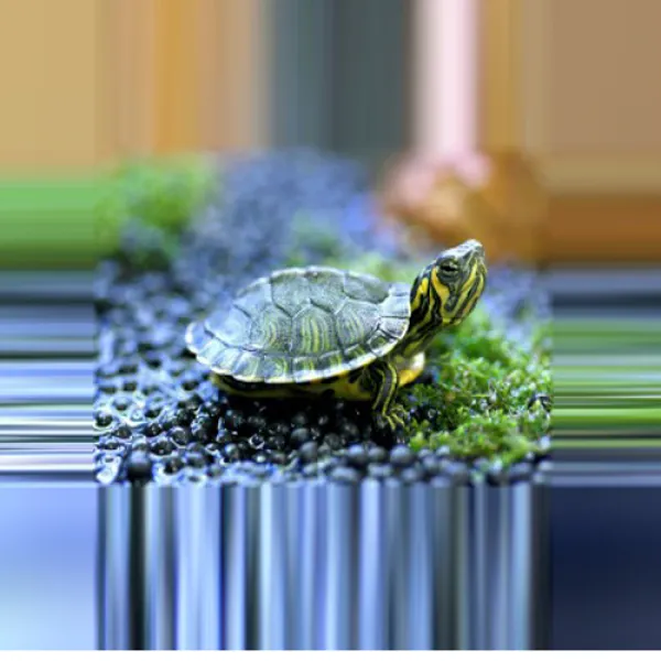  거북이 레드벨리 터틀 1마리 거북이 1개