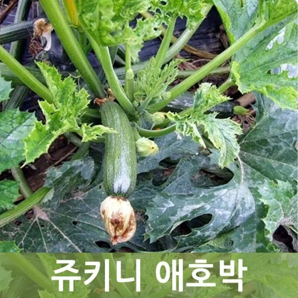 두리반농산 쥬키니호박(상) 10kg, 1박스, 쥬키니호박 10kg