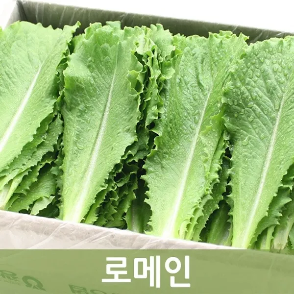두리반농산 로메인 2kg, 1박스
