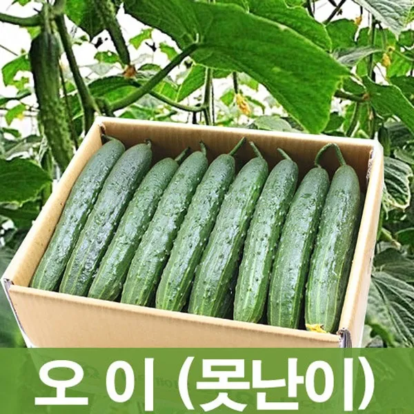 두리반농산 오이(못난이 보통) 10kg, 1박스