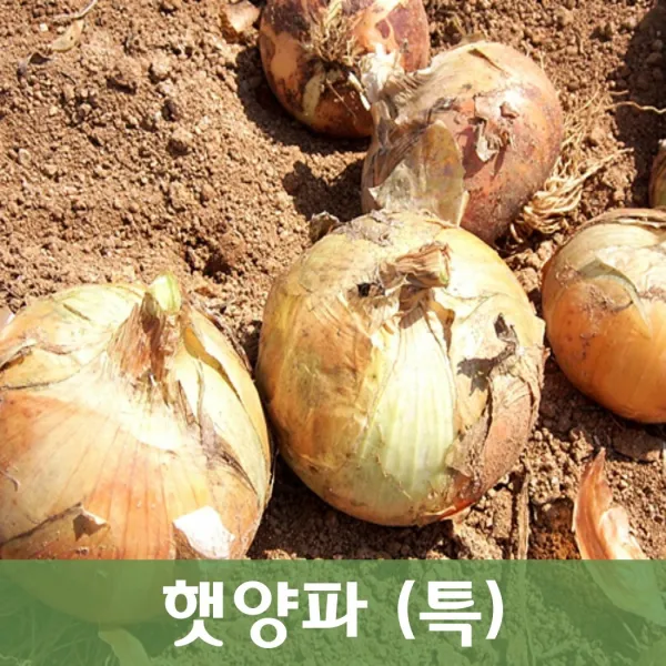 두리반농산 햇양파(특) 3kg망, 1박스