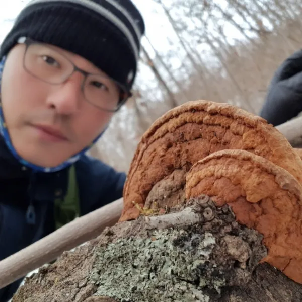 상황버섯 국내자연산 (갓상황) 강원도 고산 채취 재배아님, 100g, 1팩
