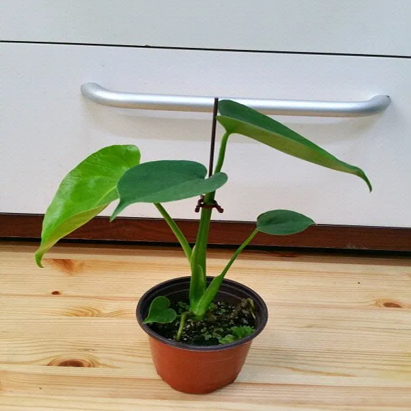 [용이네화원] 앙증맞은 몬스테라 델리시오사 소품