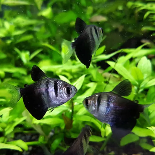 아쿠아펫수족관 블랙테트라 20마리 2.5~3cm 1개