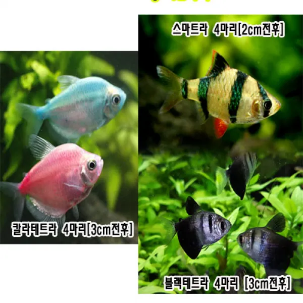  아쿠아펫수족관 스마트라4마리 블랙테트라4마리 칼라테트라4마리 12마리 예쁜 물고기 1개