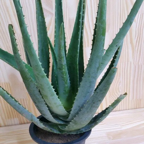  용이네화원 알로에 베라 알로애