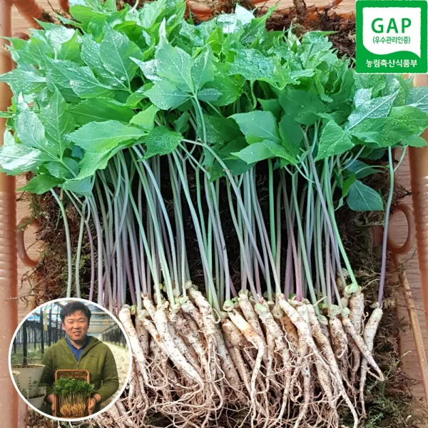 [GAP][맘스호미] 장성 농부 새싹삼 인삼/수삼/장뇌삼, 1개, 새싹삼 대_100뿌리