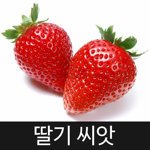 딸기씨앗 딸기 씨앗 ( strawberry seed 100알 )