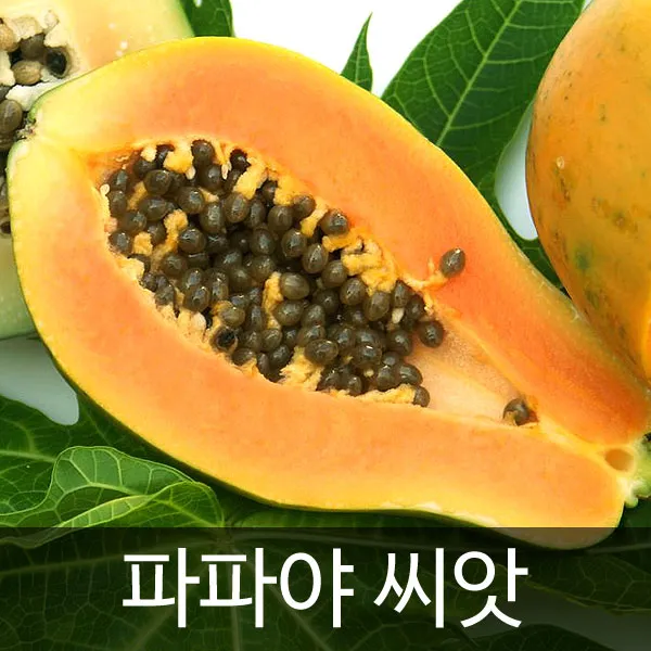 파파야씨앗 파파야 씨앗 열대과일 Papaya Seed 10알