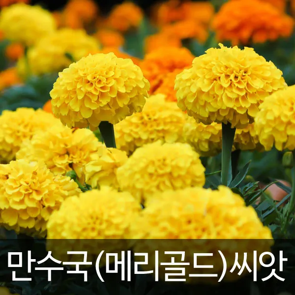 만수국씨앗 메리골드씨앗 매리골드씨앗 ( 60립 )