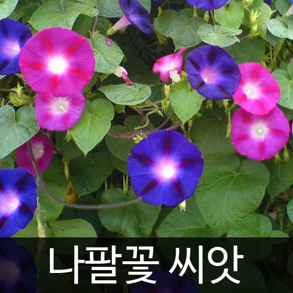 나팔꽃씨앗 나팔꽃 씨앗 꽃씨앗 ( pharbitis seed 3g )