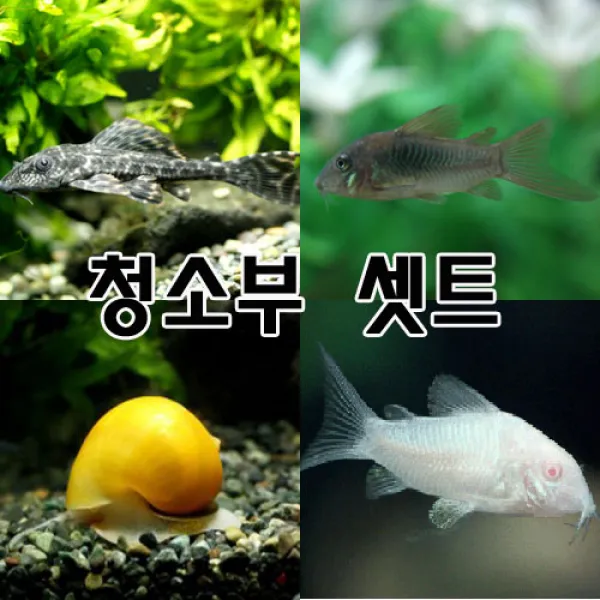 [아쿠아펫]비파1마리 애플스네일2마리 화이트코리 브론즈코리 페퍼드코리 [총 7마리]청소부셋트 이끼제거 사료찌꺼기제거, 1개
